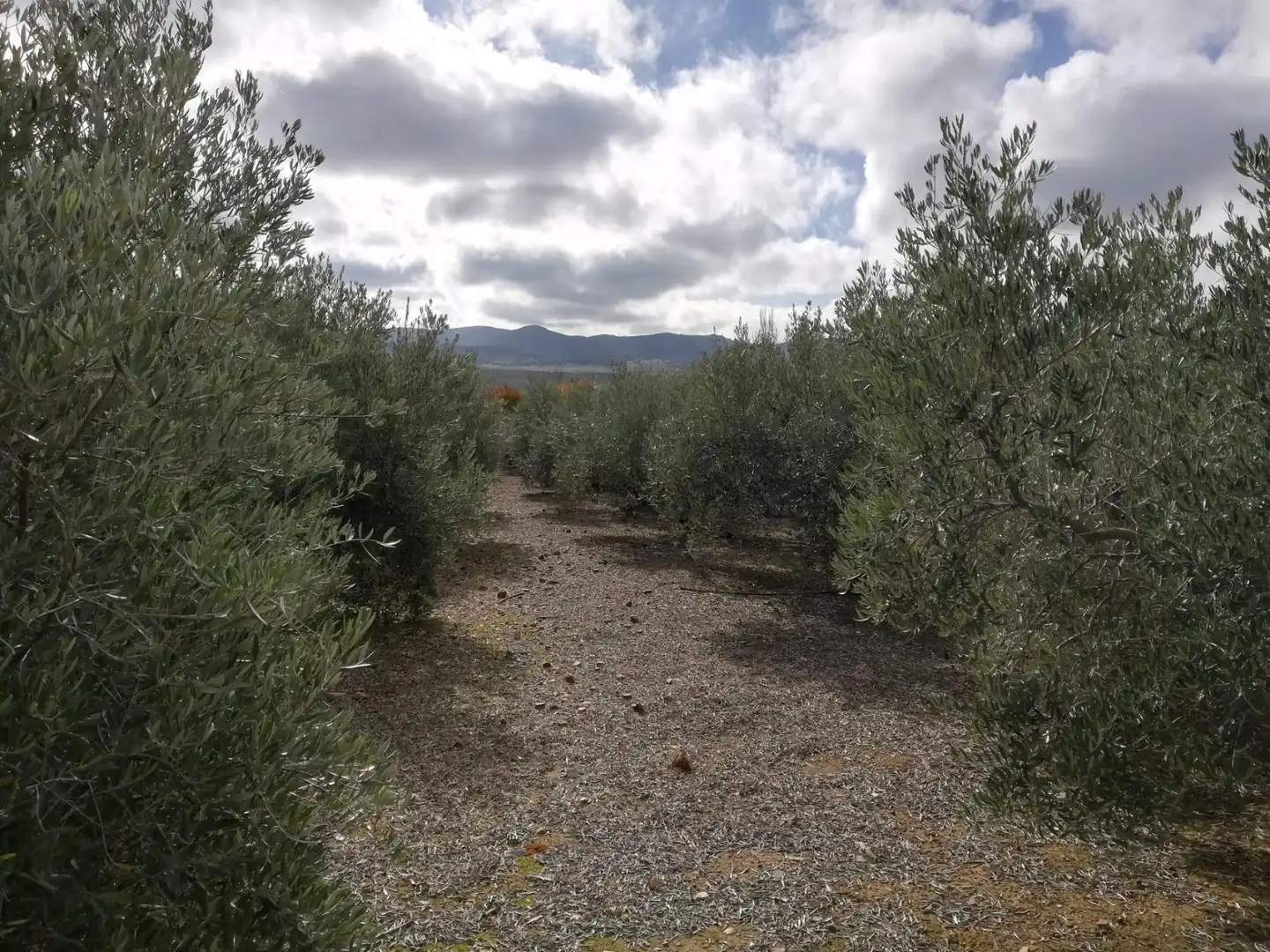 Casa o chalet en venta en Brazatortas con Aire acondicionado, Calefacción y Jardín privado
