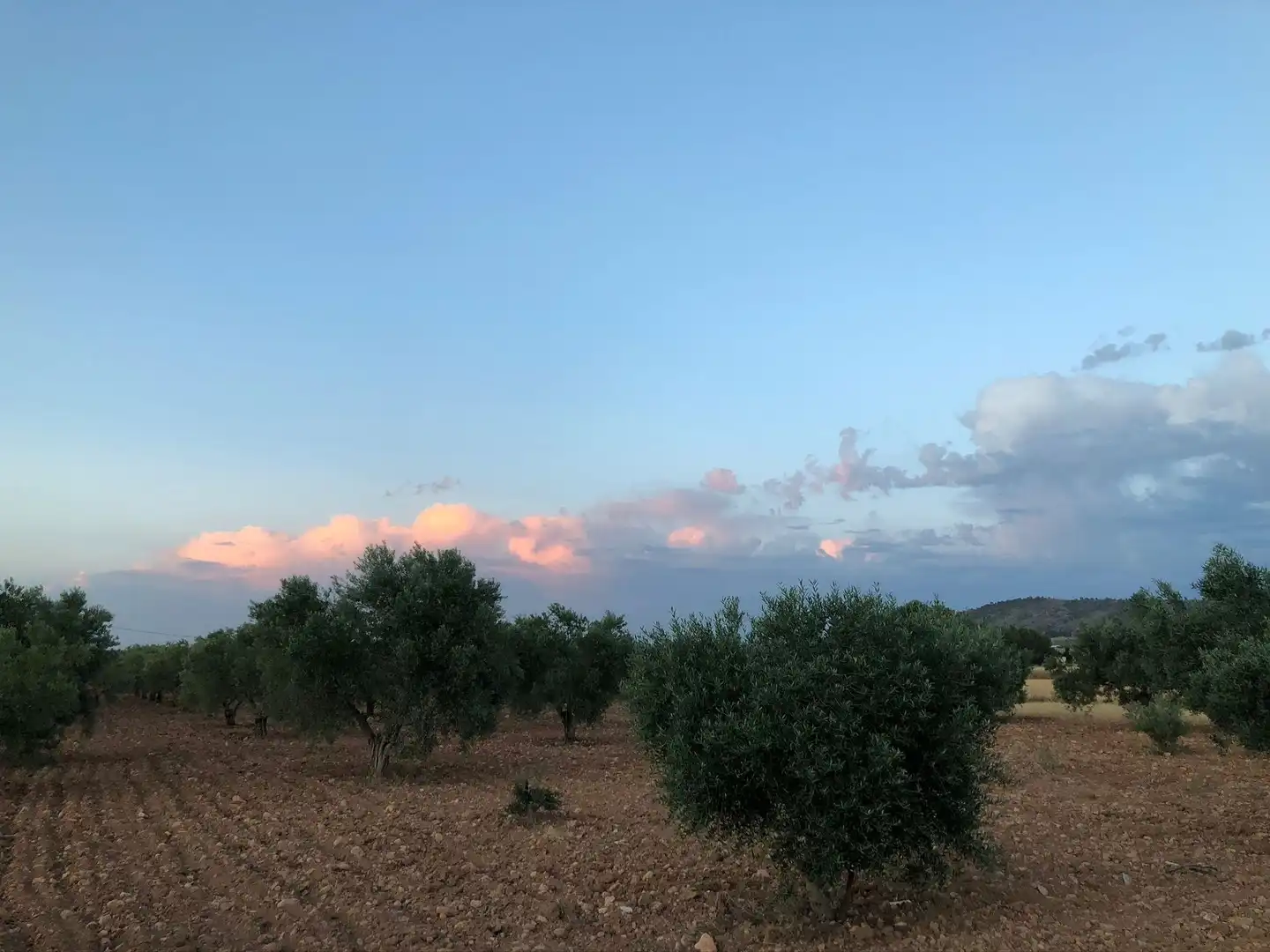 Garden of Houses for sale in Yecla
