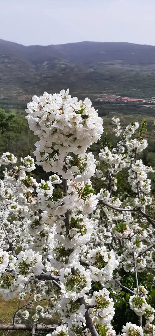 Jardí de Casa o xalet en venda en Navaconcejo amb Aire condicionat, Calefacció i Forn