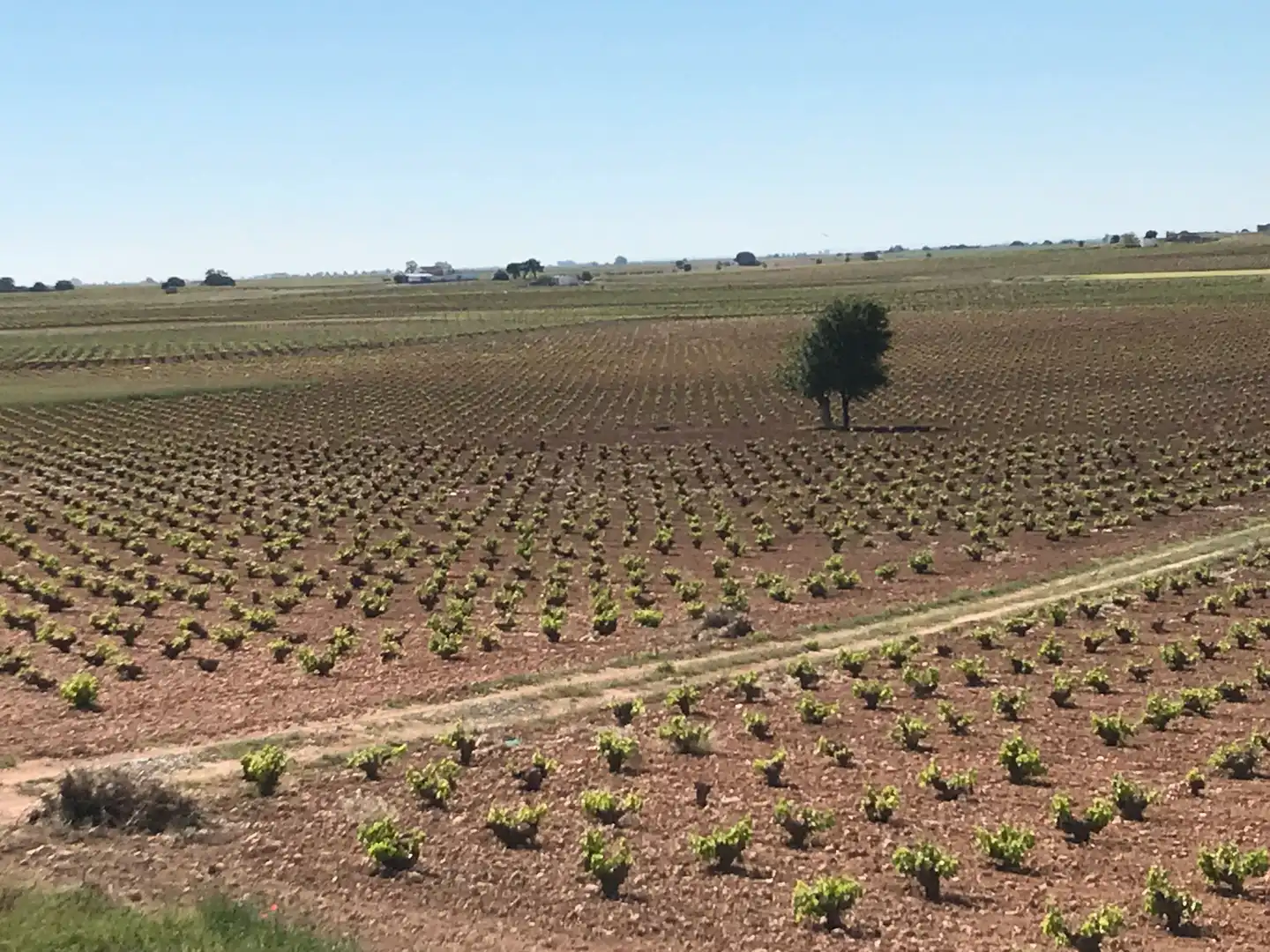 Terrenys i solars en venda a Mota del Cuervo, imagen 2