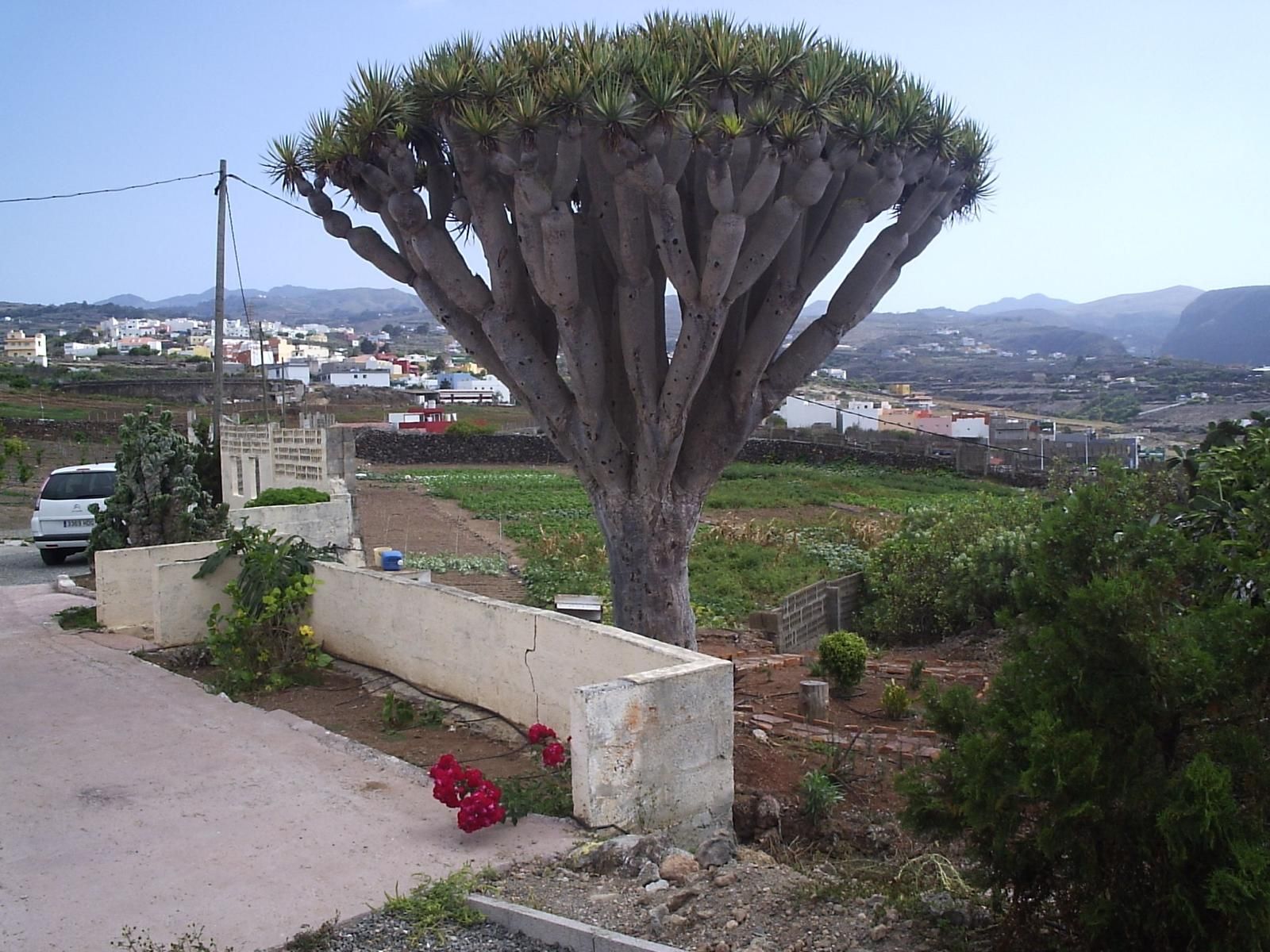Finca rústica en venda a Santa María de Guía de Gran Canaria