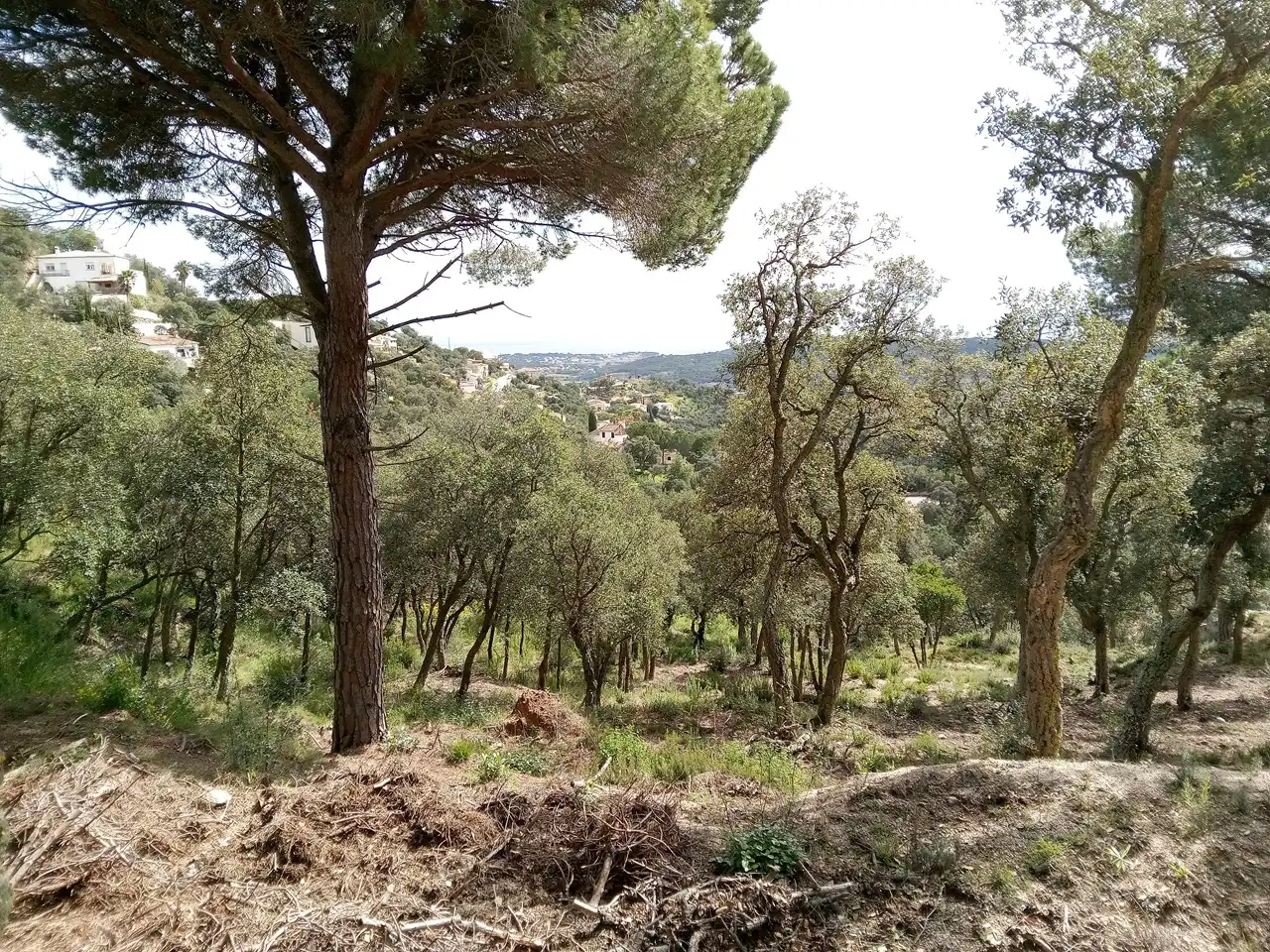 Terreny residencial en venda a Avinguda de les Mimoses