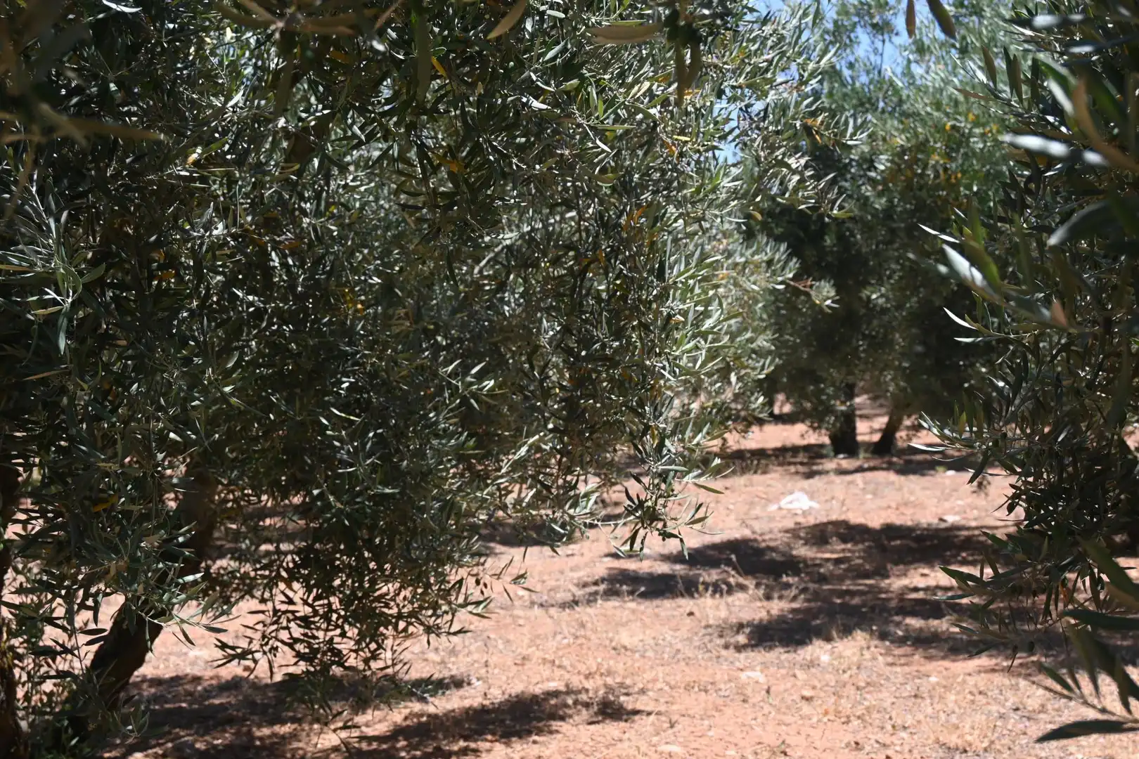 Terreni e lotti in vendita a Albolote, imagen 21