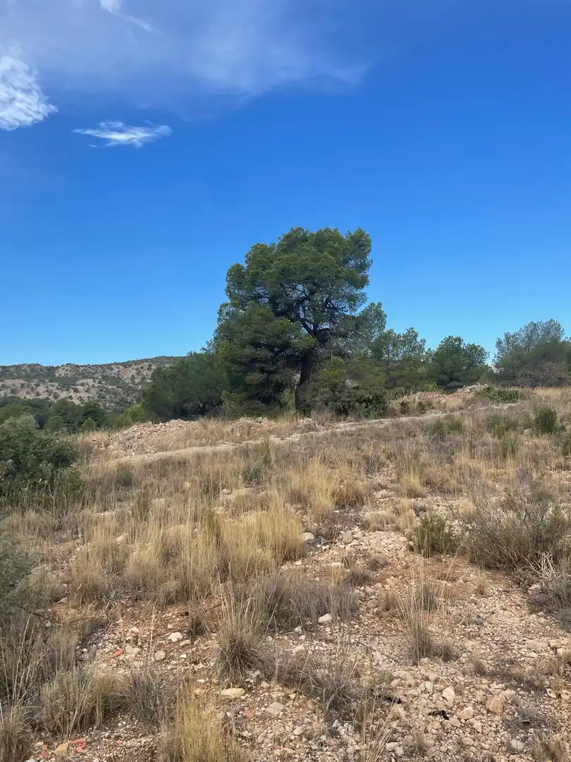 Wohnbaugrundstück zum Verkauf in El Pinós / Pinoso, imagen 20