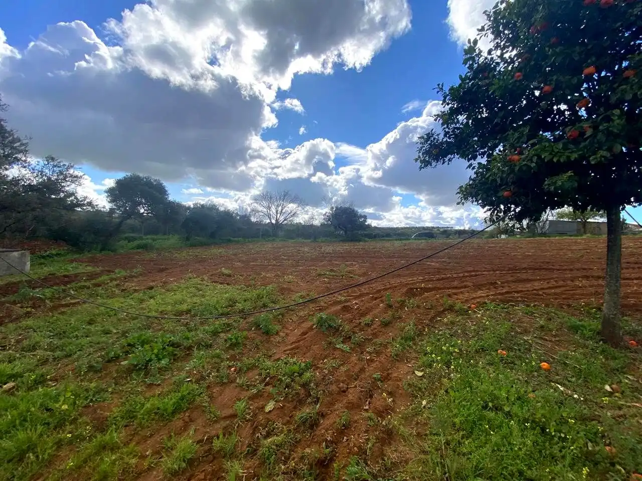 Finca rústica en venta en El Viso del Alcor