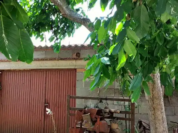 Casa o xalet en venda en Pueblica de Valverde amb Balcó