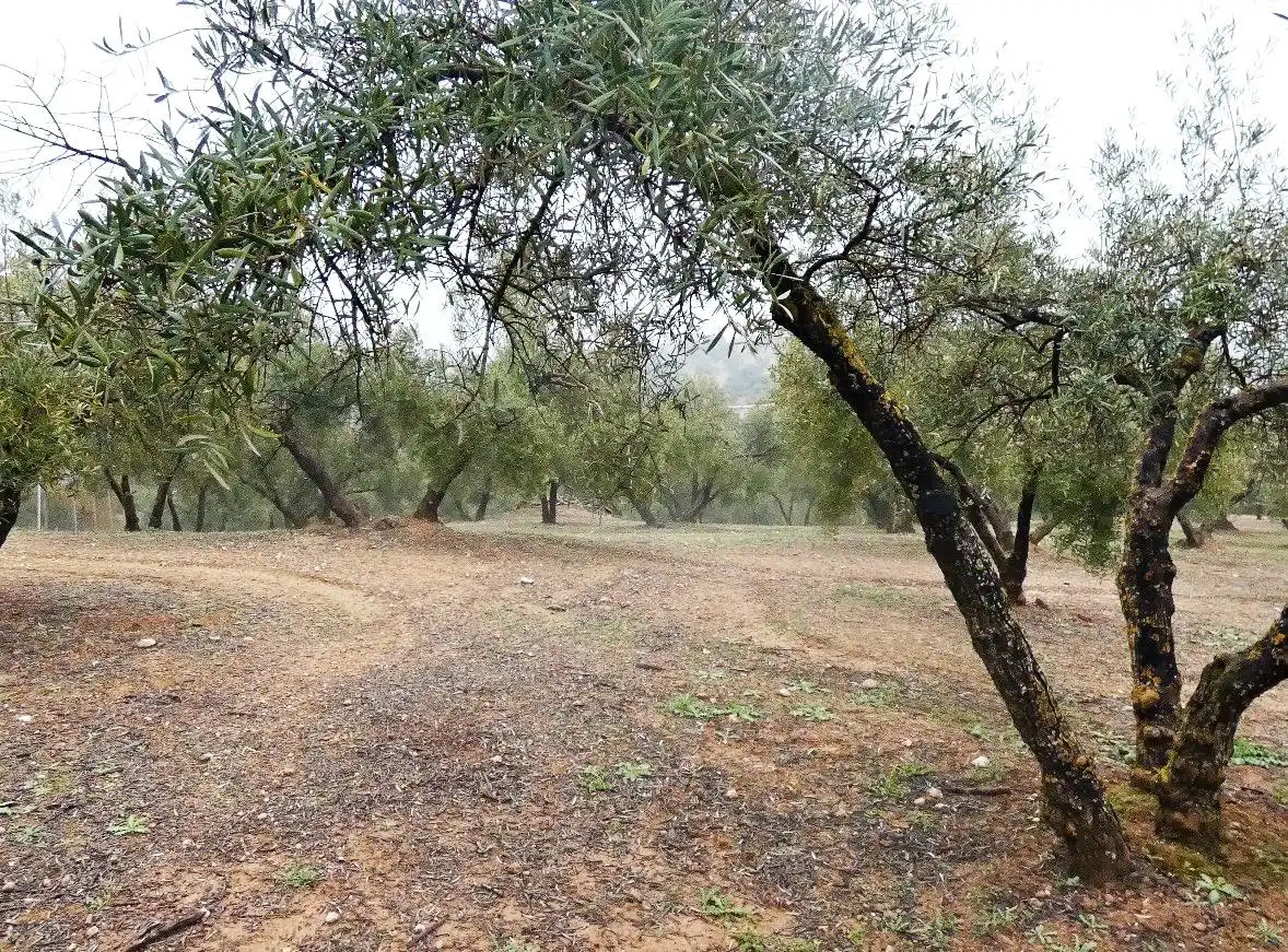 Terrain rustique à vendre à Peligros, imagen 6