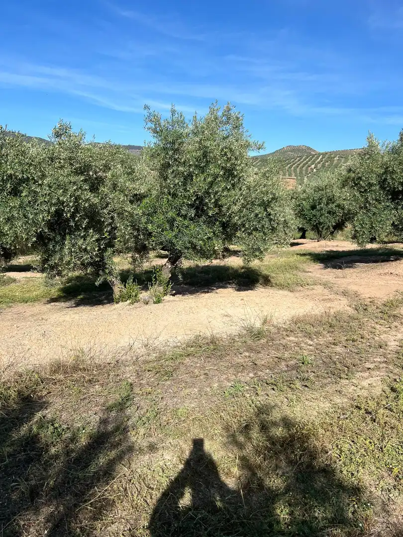 Terrenys i solars en venda a Fuente-Tójar