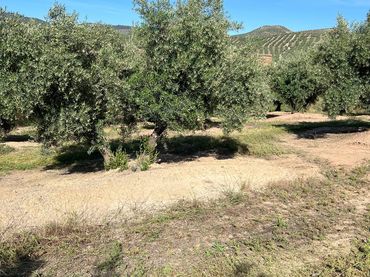 Terreno rústico en venta en Fuente-Tójar