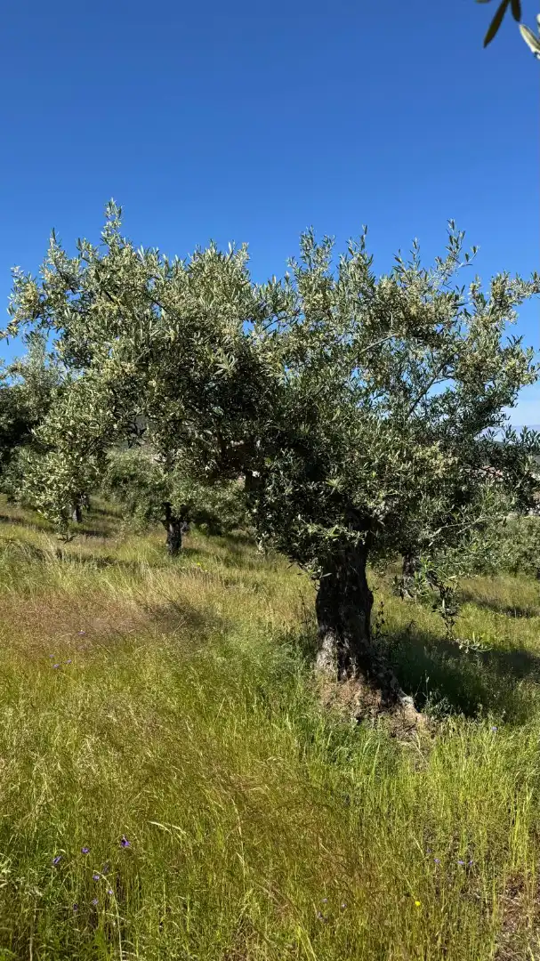 Terreni e lotti in vendita a N-521 14, imagen 17