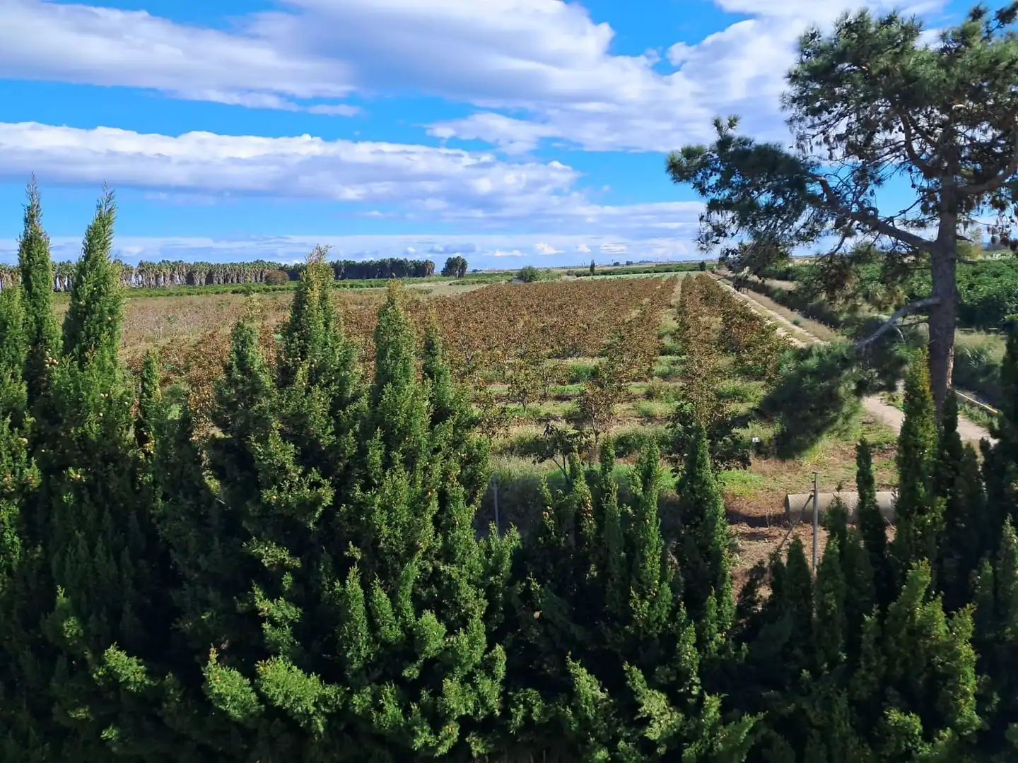 Finca rústica en venta en Sollana con Trastero y Piscina
