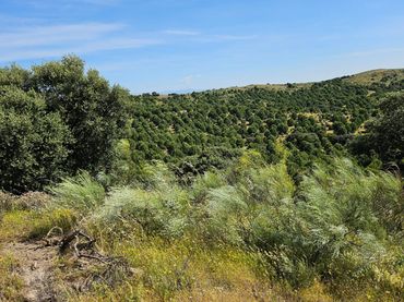 Rural land for sale in Las Herencias