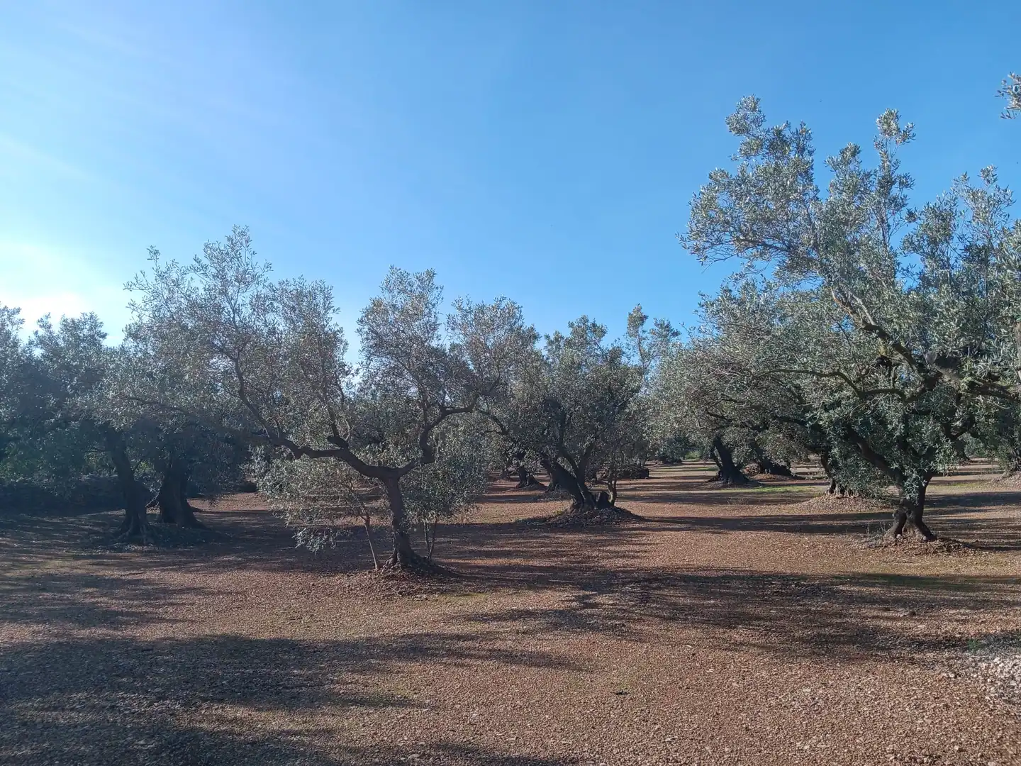 Lands and plots for sale in Roquetes, imagen 7