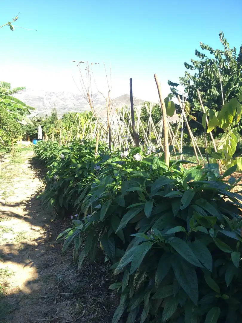 Casa rústica en venda a Monte los Almendros - El Pargo - Costa Aguilera, imagen 56