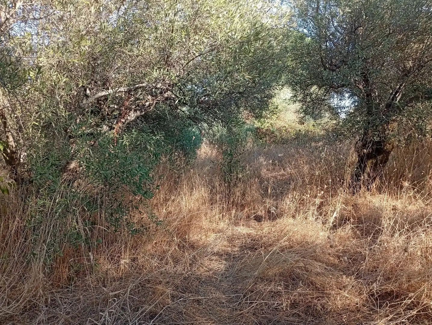 Terreni e lotti in vendita a Villanueva de la Vera, imagen 25