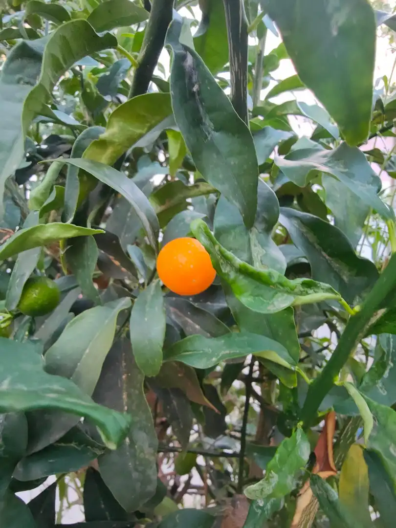Jardín de Residencial en venta en  Palma de Mallorca