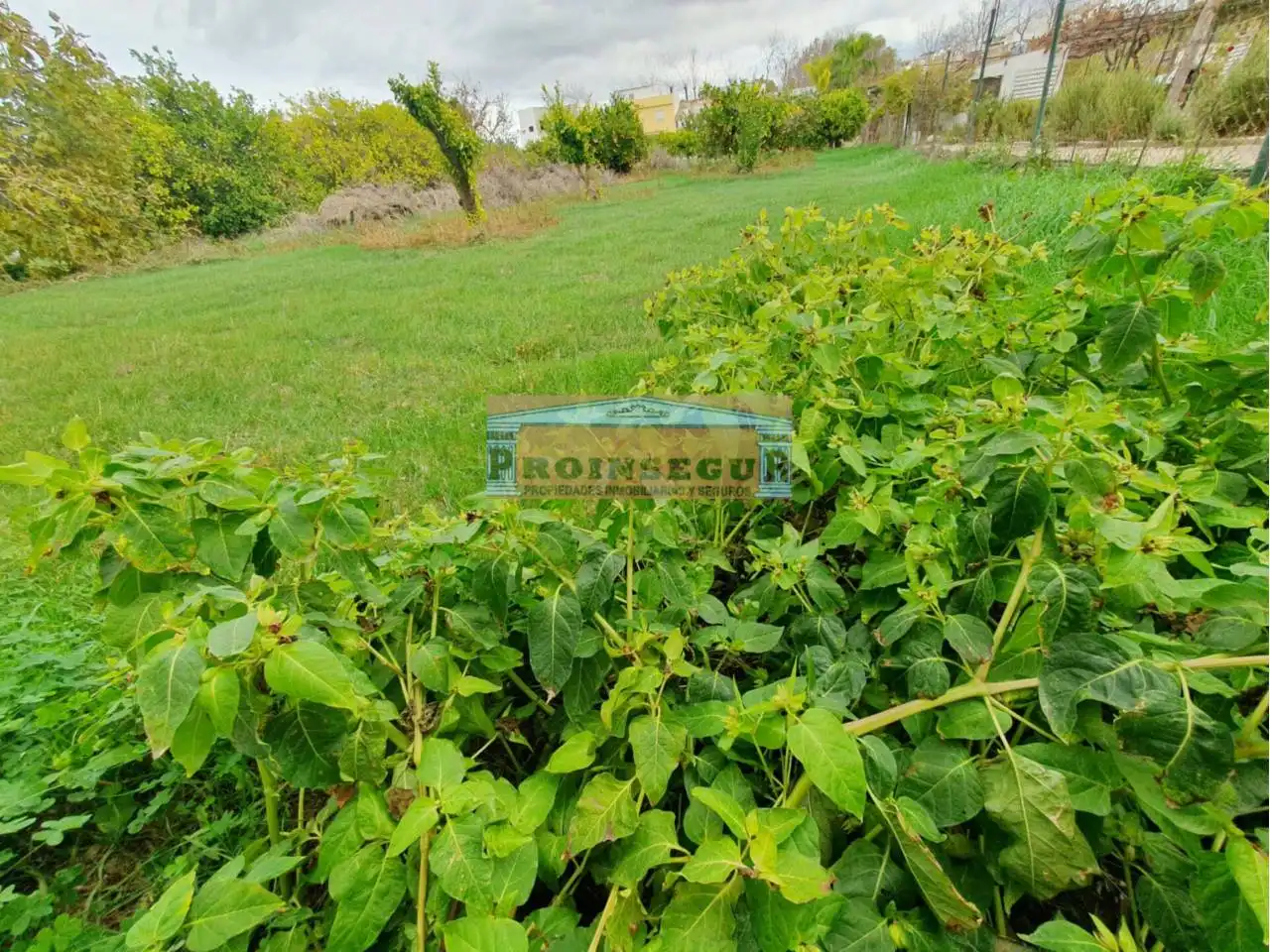 Terreno rustico in vendita a Centro, imagen 2