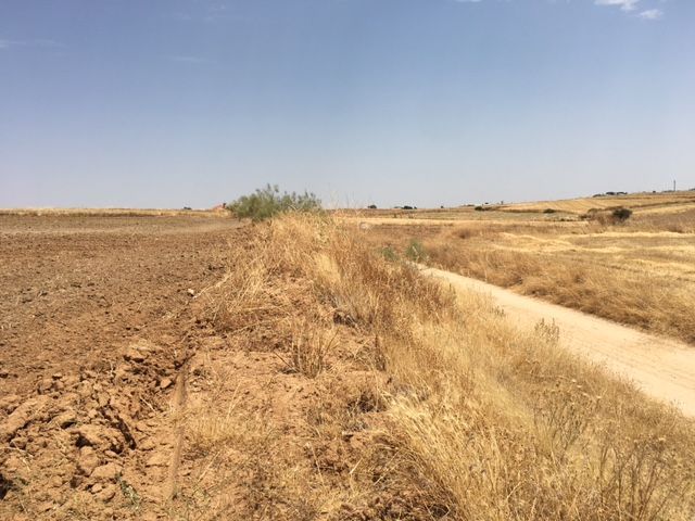 Land for sale in Palomeque
