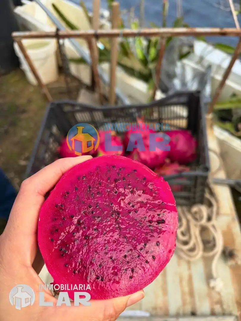 Jardín de Terreno en venta en San Juan del Puerto