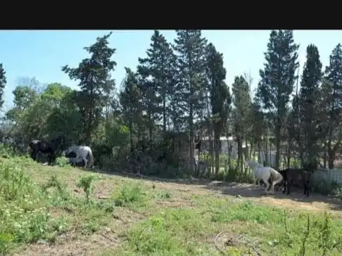 Terreno rustico in vendita a Montenegral alto 3, imagen 9