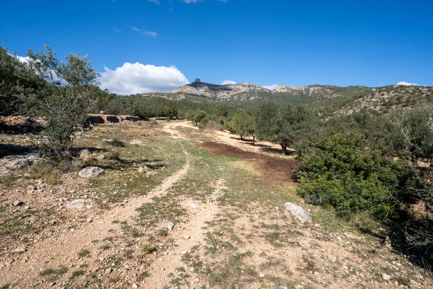 Terrain rustique à vendre à Xerta, imagen 22