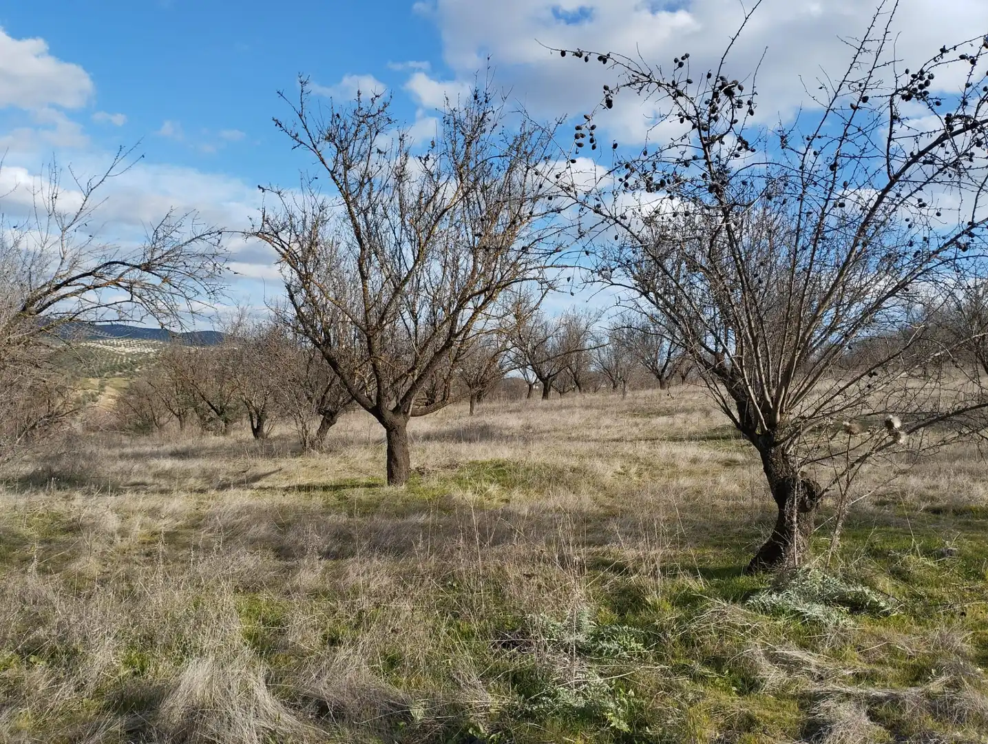 Rural land for sale in Calle Río Anzur, imagen 8