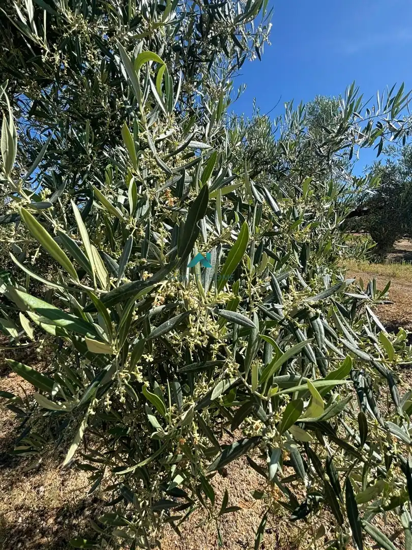 Terreny rústic en venda a Torredelcampo, imagen 2