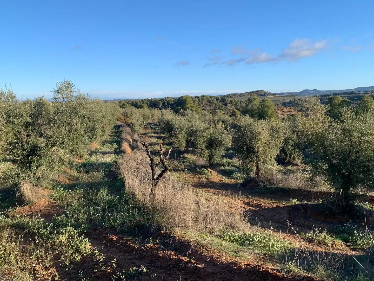 Terreno rustico in vendita a Juncosa, imagen 9