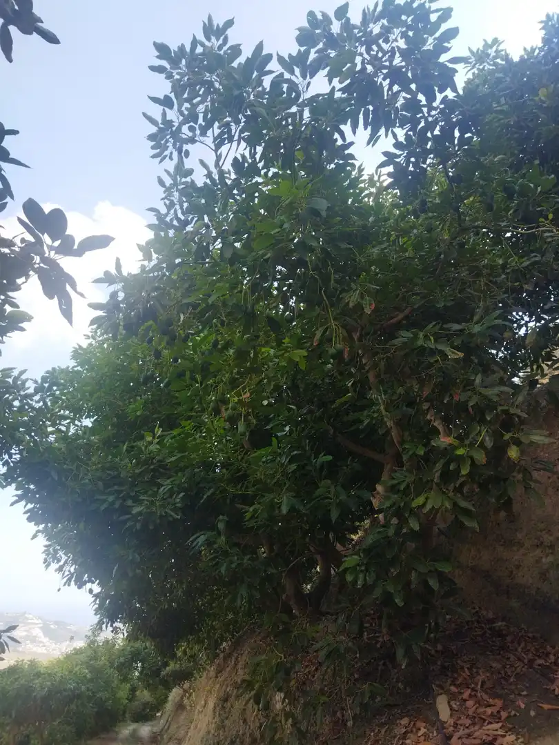 Finca rústica en venda en Almuñécar amb Jardí privat, Terrassa i Piscina