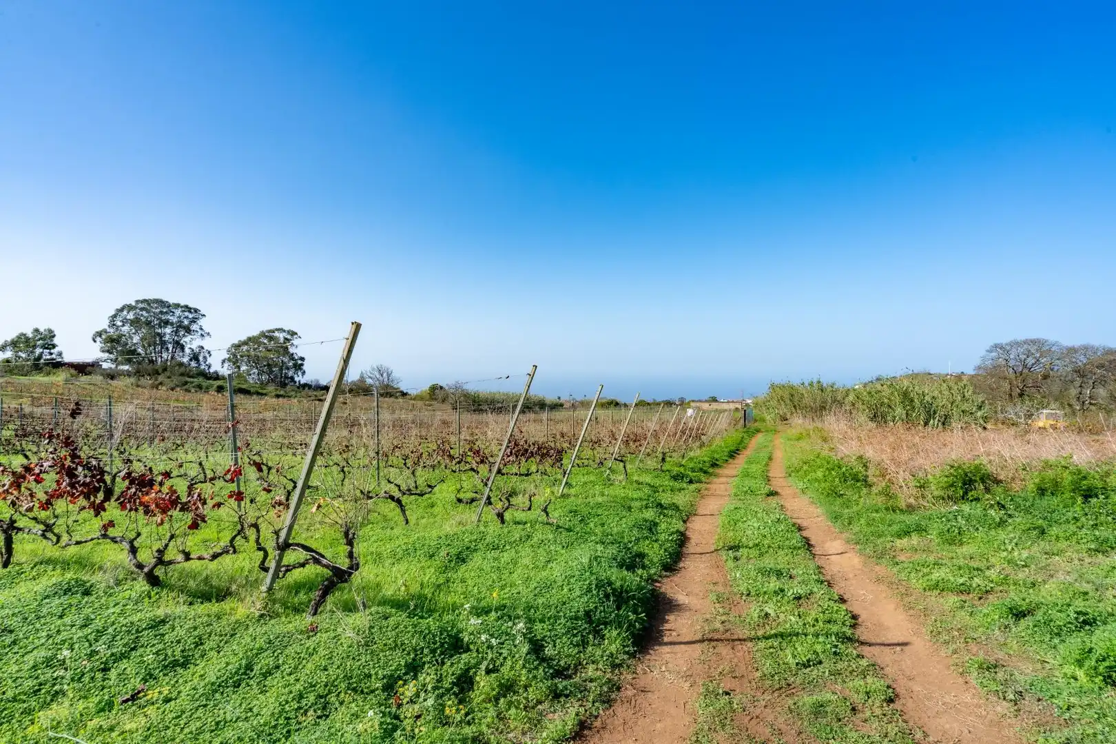 Land for sale in Tacoronte