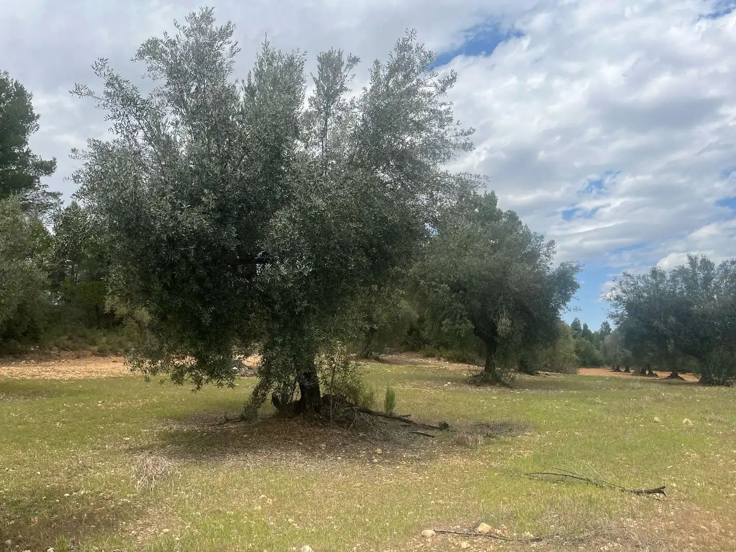 Terreni e lotti in vendita a Cretas, imagen 12