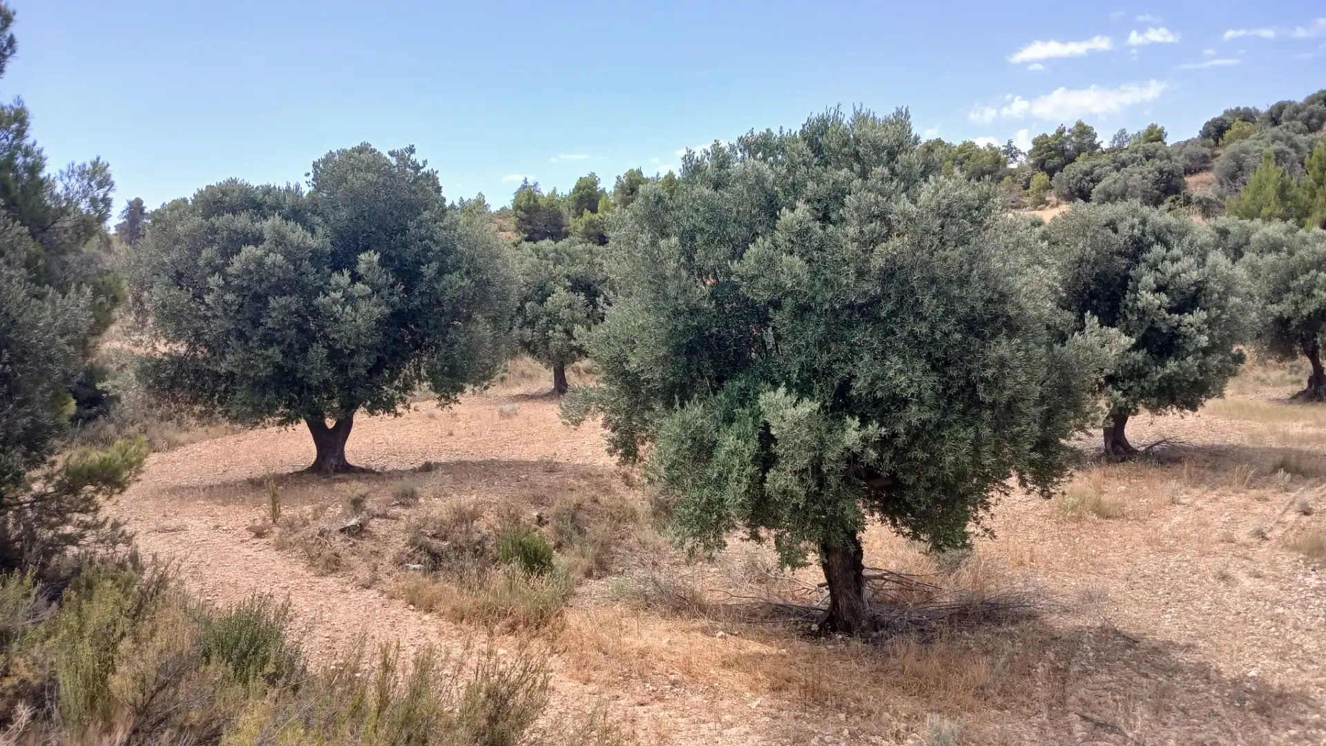 Terreno en venta en Torrevelilla, Teruel