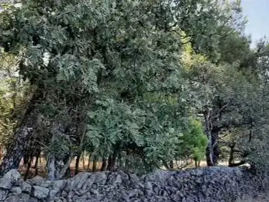 Terreno en venta en Santa Cruz de Paniagua