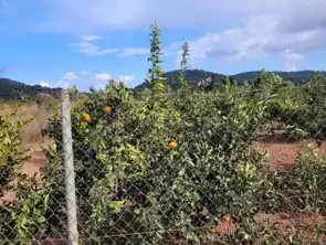Terrain rustique à vendre à La Loma - Las Lomas, imagen 14