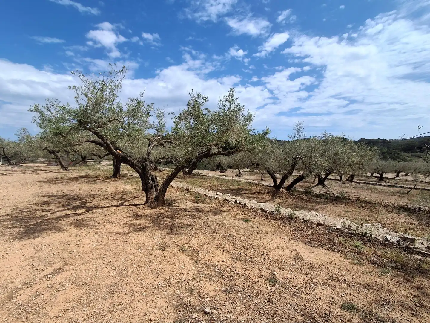 Terreno rustico in vendita a El Perelló, imagen 64