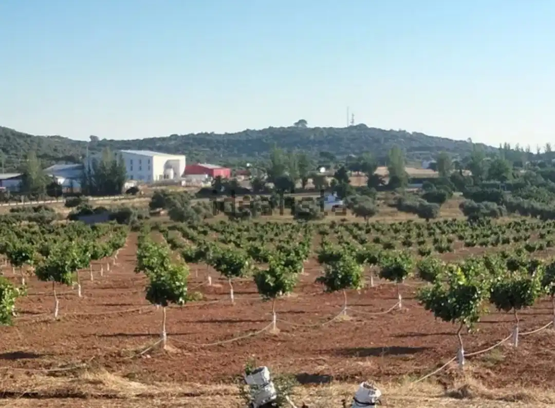Rural land for sale in Sur, imagen 2