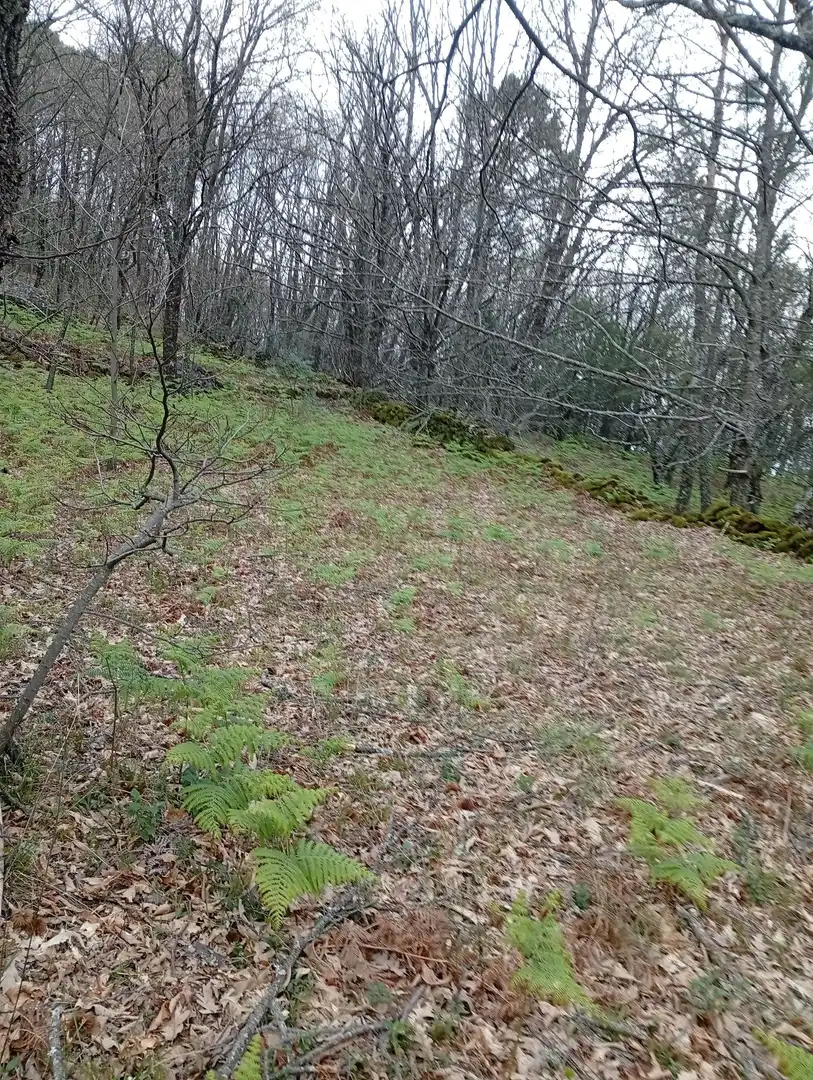 Terreni e lotti in vendita a Valverde de la Vera, imagen 55