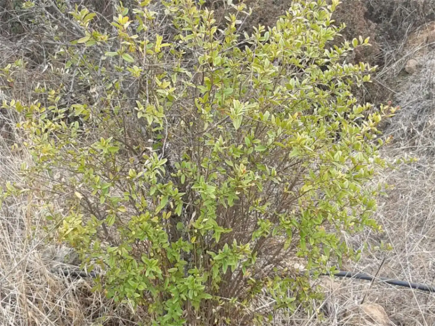 Jardín de Terreno en venta en Brazatortas