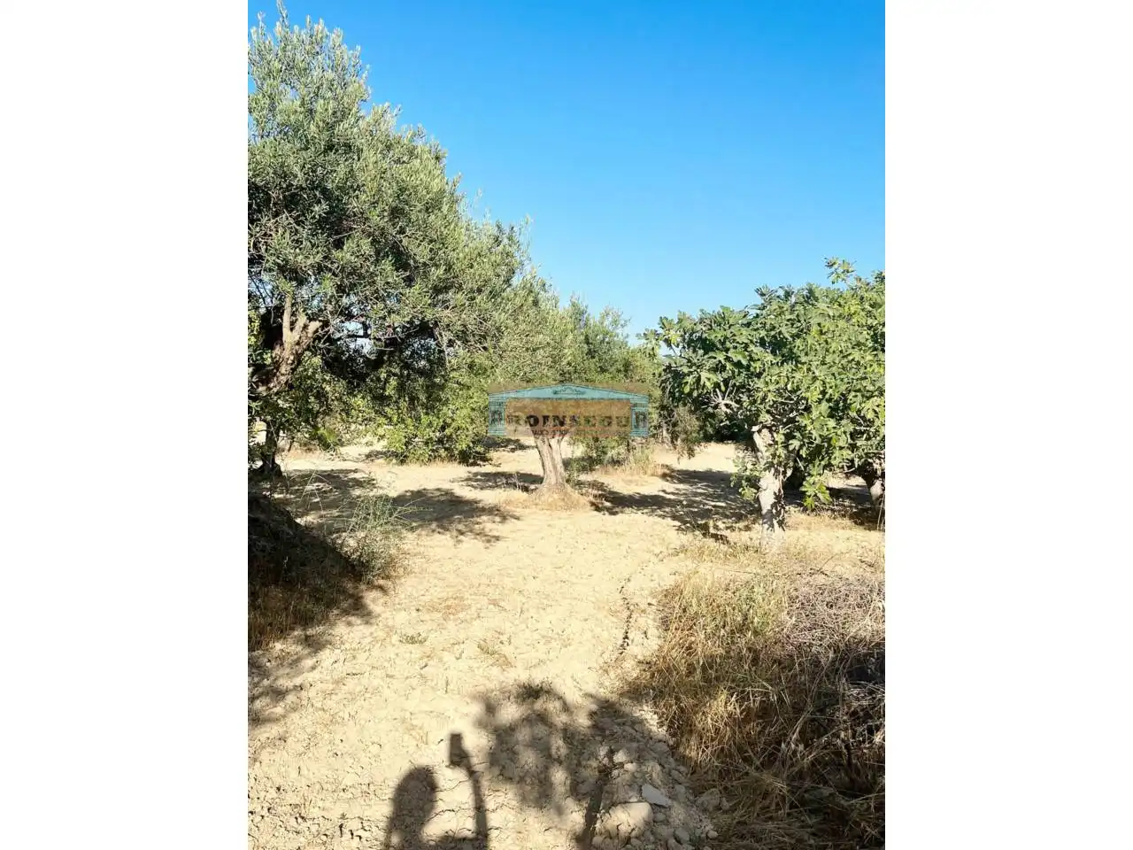 Terreno rustico in vendita a Ardelejos - Cuesta de la Palma - Buenavista, imagen 4