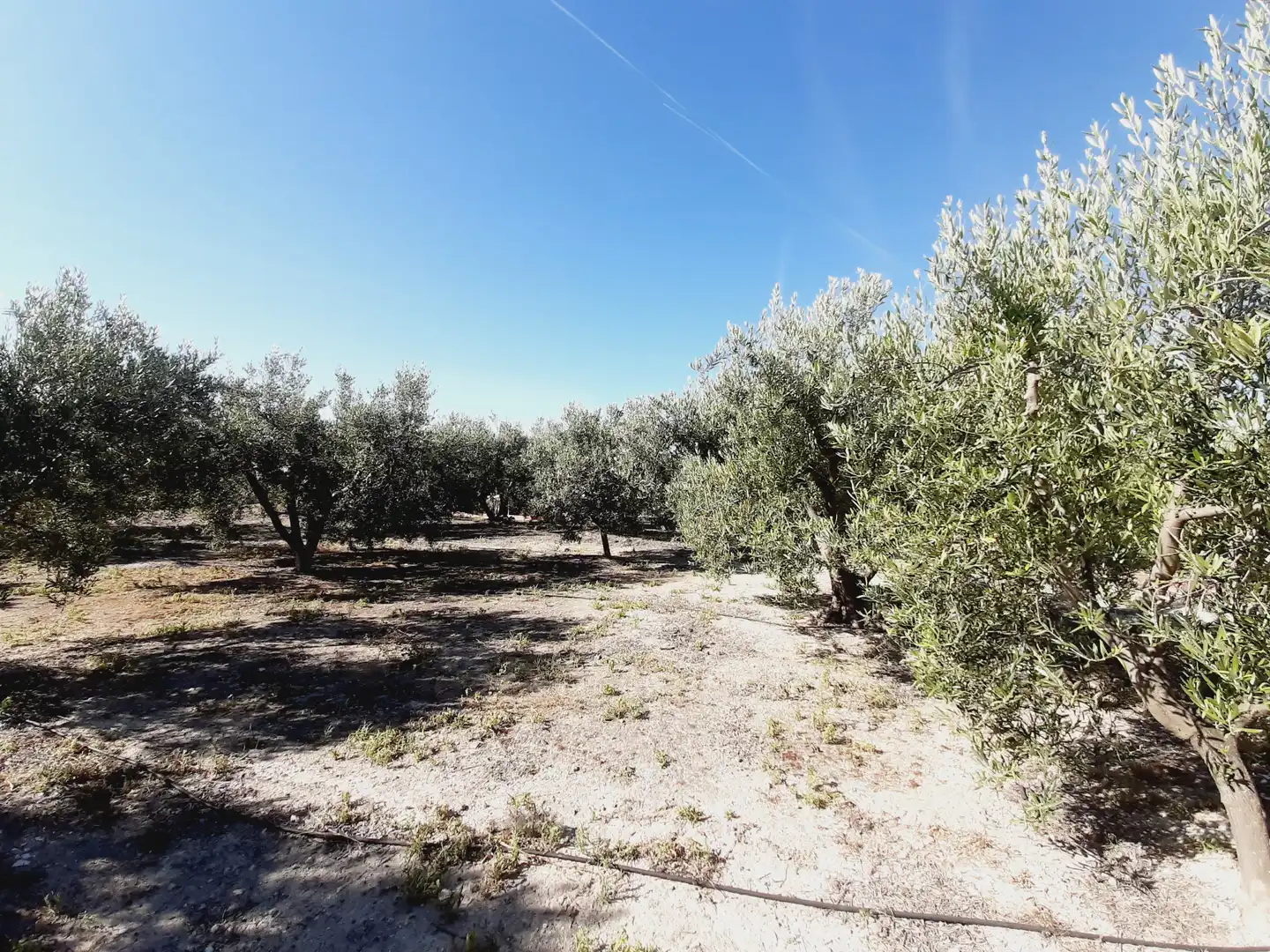 Lands and plots for sale in Mula, imagen 19