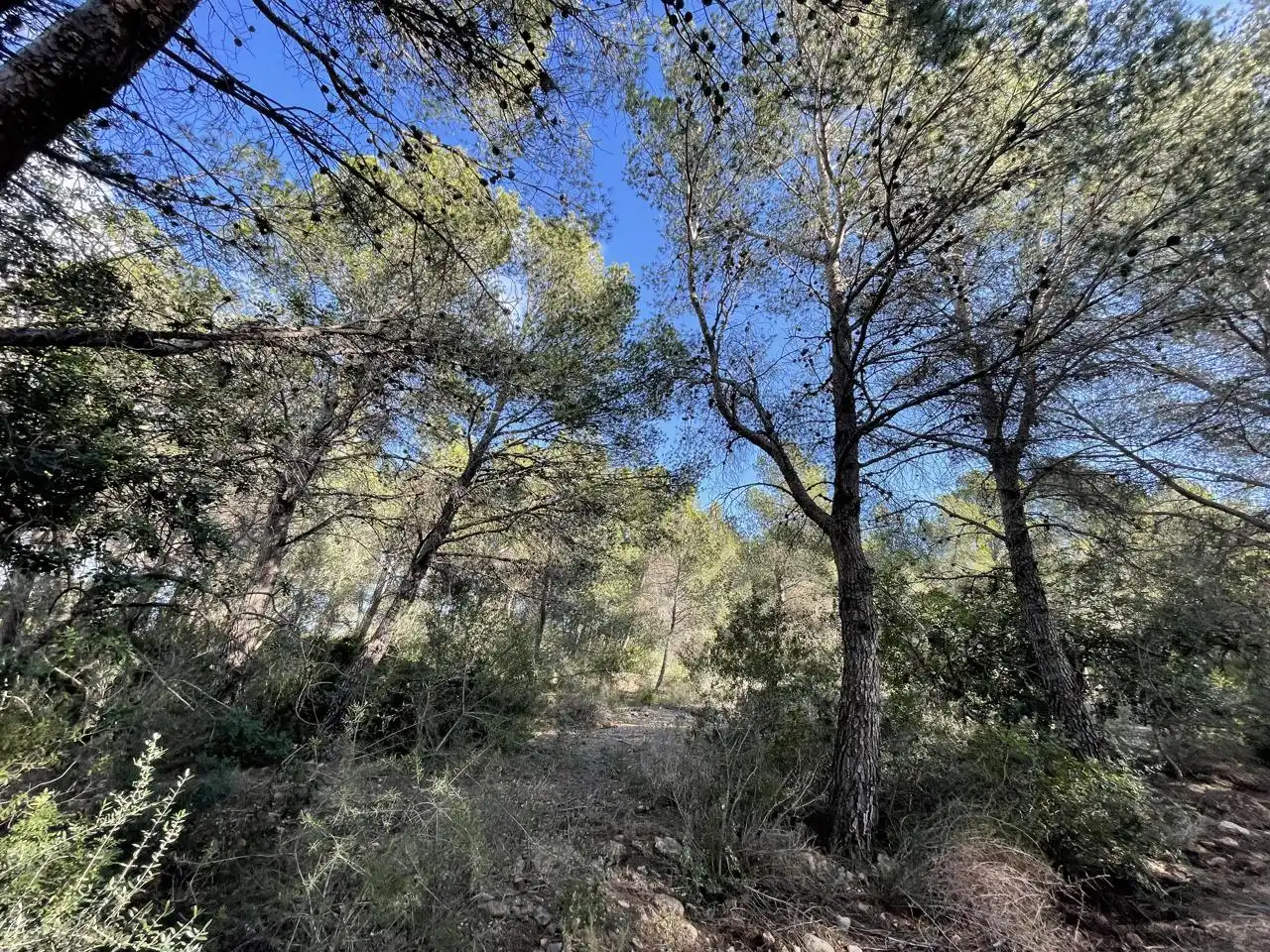 Terrain rustique à vendre à bassa nadell, imagen 12