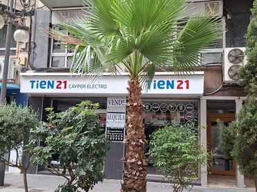 Local comercial de lloguer a Orihuela ciudad