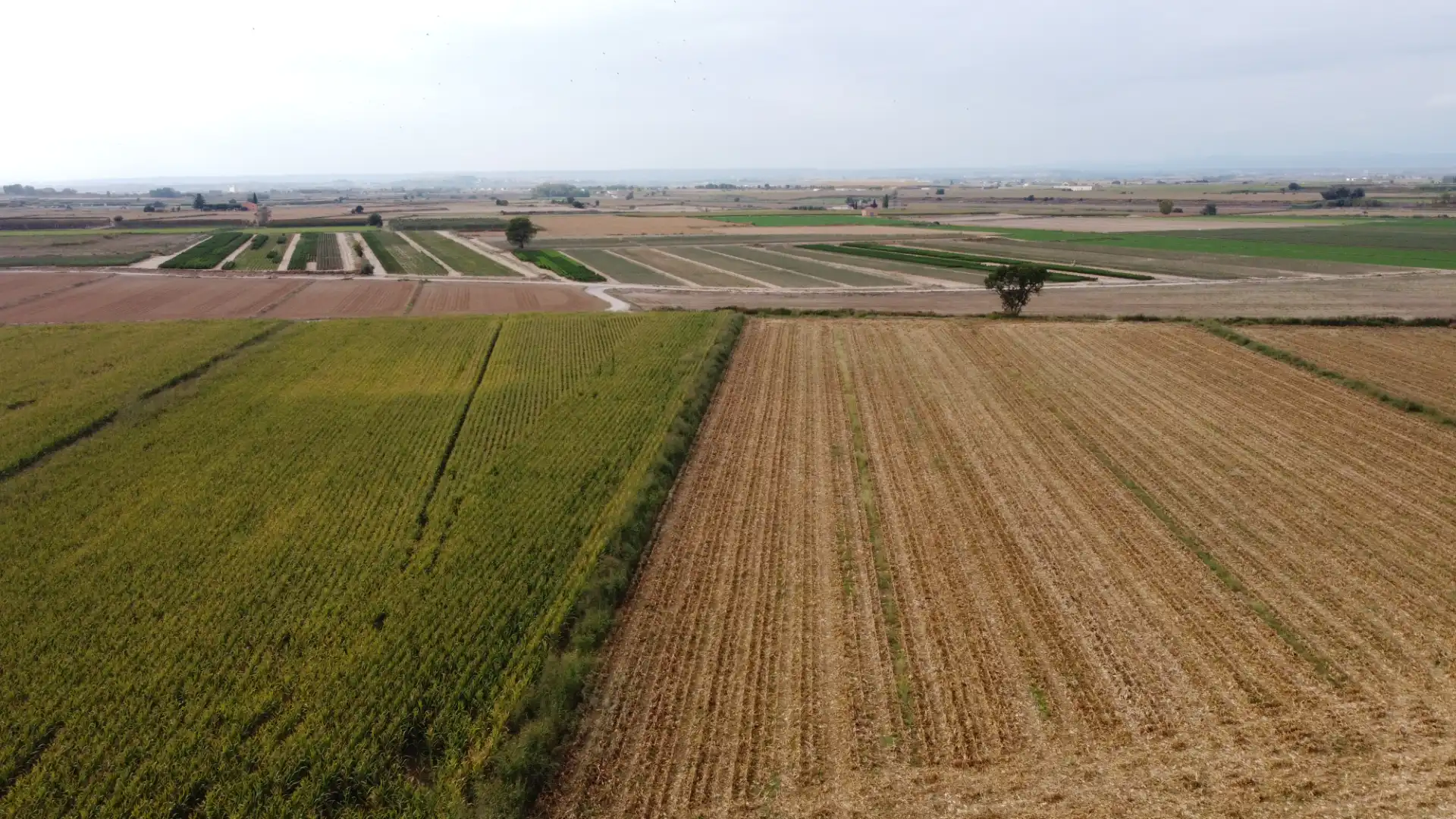 Terreny rústic en venda a Bell-lloc d'Urgell, imagen 8