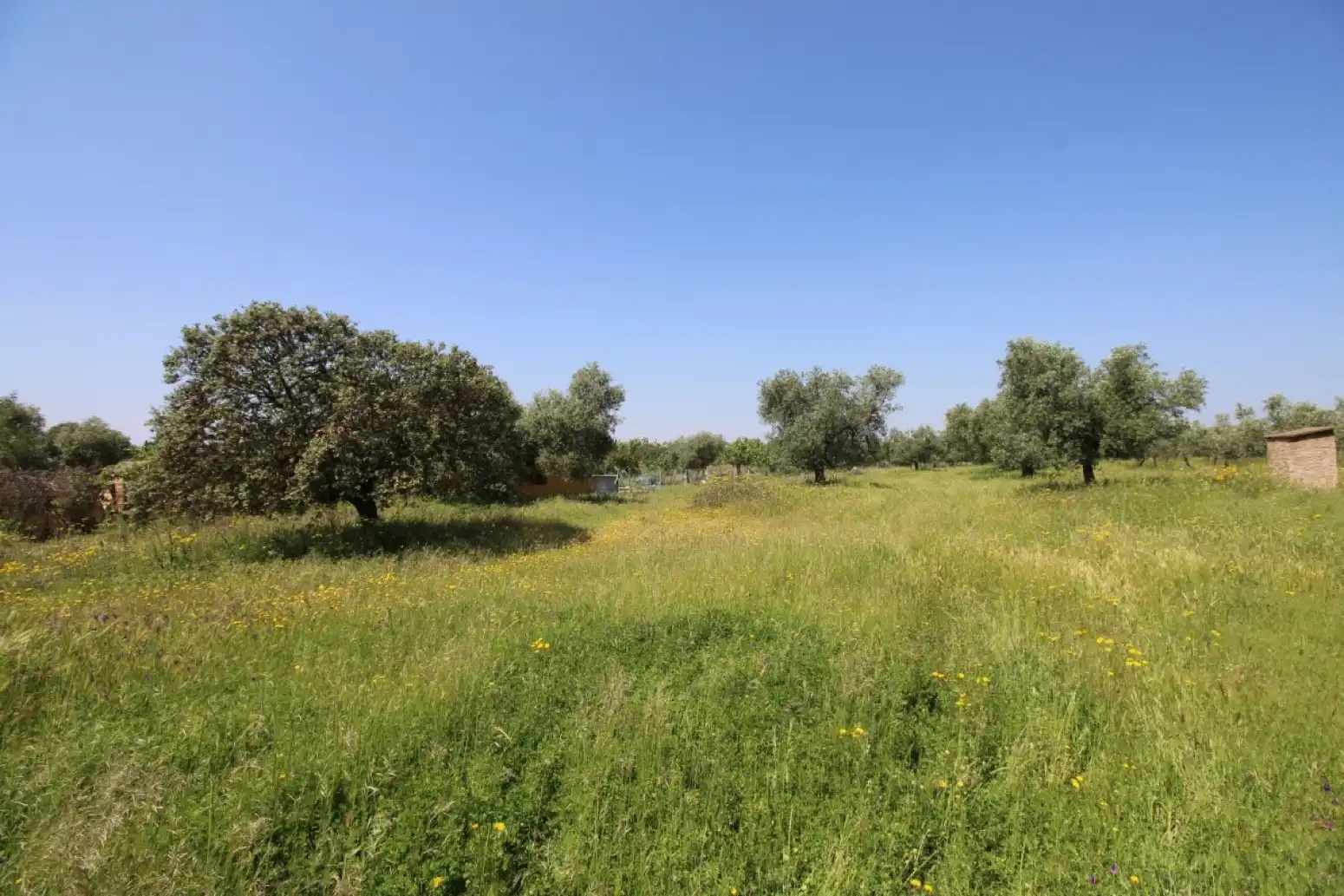 Land for sale in Esparragalejo