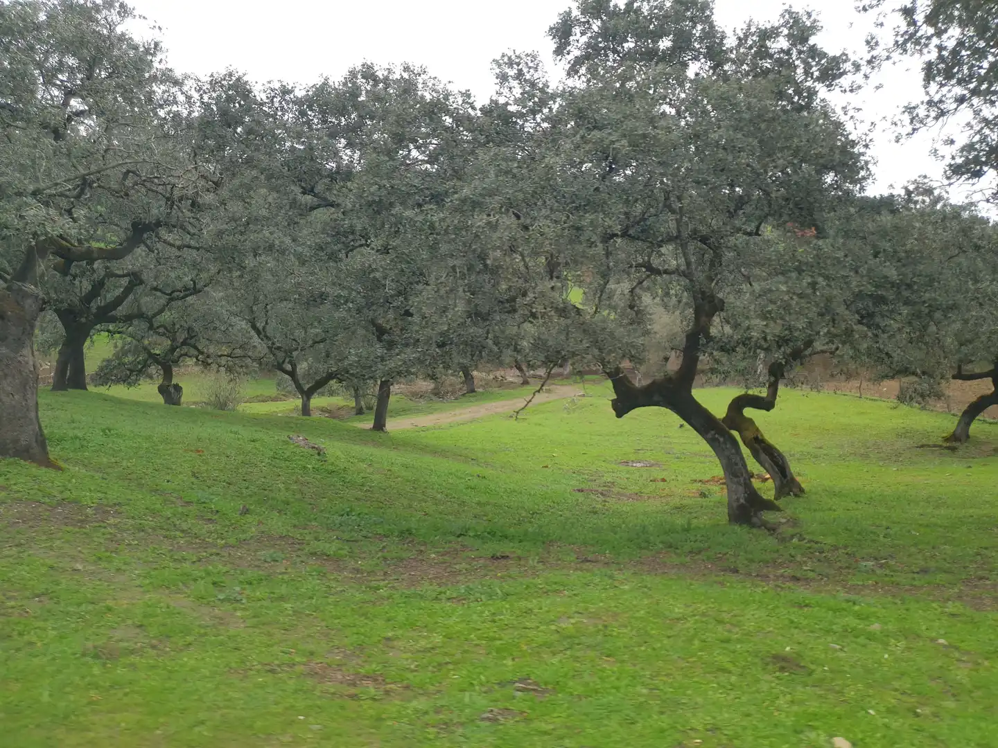 Jardín de Terreno en venta en Sevilla