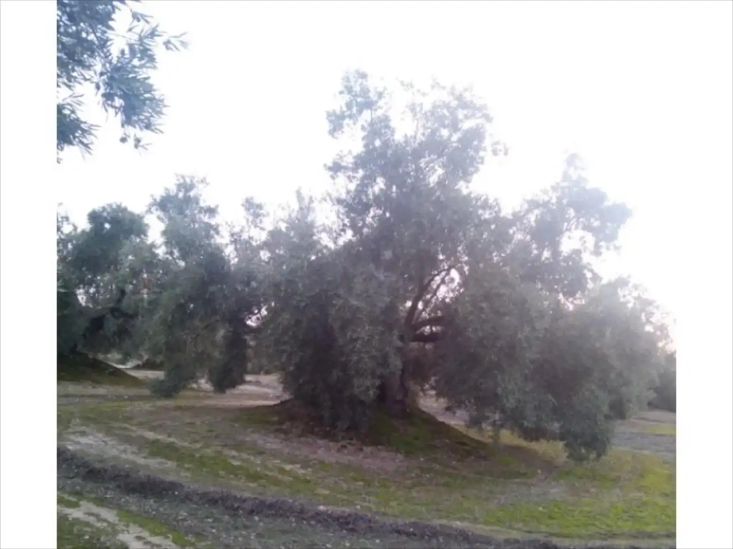 Terreno rustico in vendita a Cabra, imagen 4