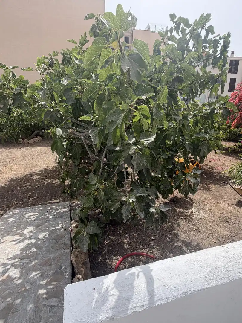 Haus zur Miete in vell cala llamp, imagen 2