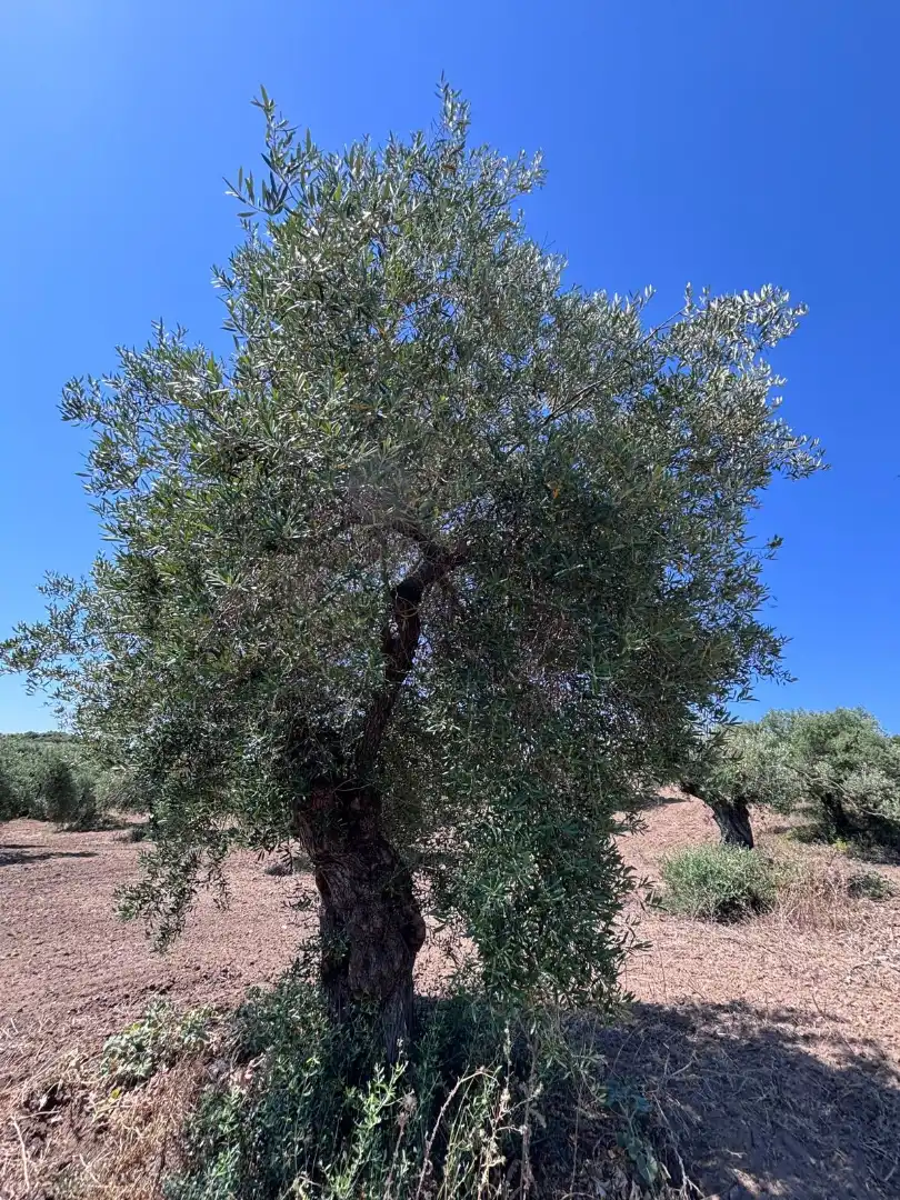 Terreni e lotti in vendita a Arcos de la Frontera, imagen 24