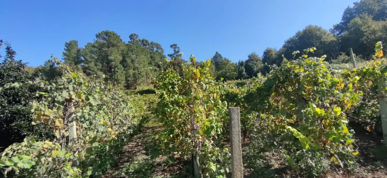 Vista exterior de Casa o xalet en venda en Crecente amb Jardí privat i Moblat