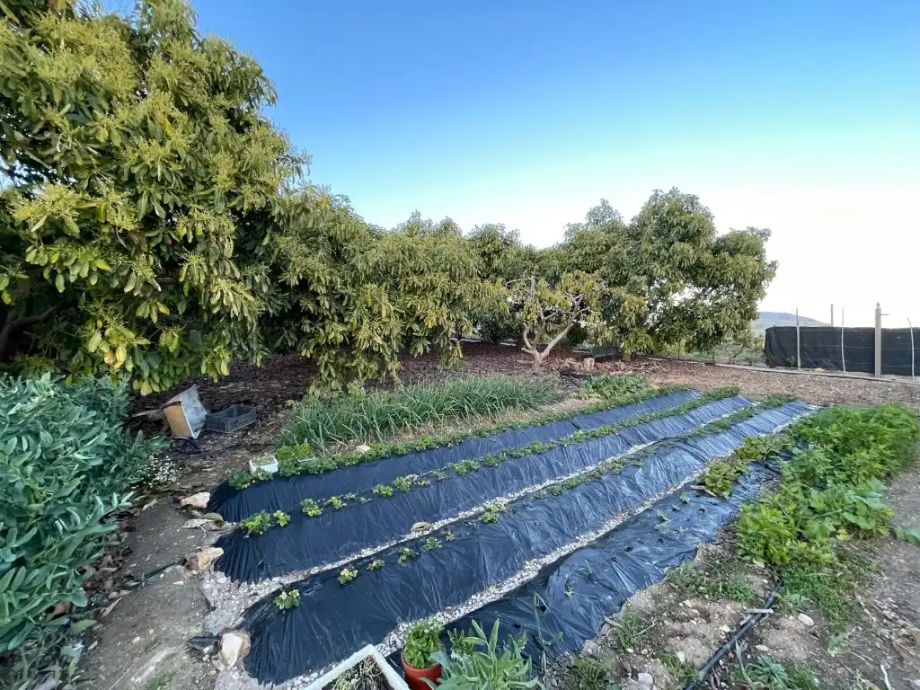 Finca rústica en venta en N/A, Avda Pescia - Ctra de Frigiliana